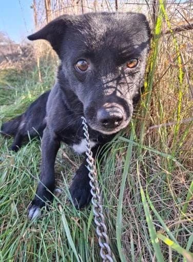 MAYLI 8292 – ADOPTAT, female mixed breed for adoption at No Limit Pets, Romania