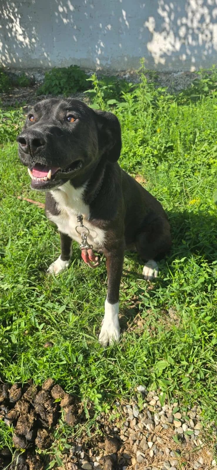 MAYLIN 8132, female young mixed breed for adoption at No Limit Pets, Romania