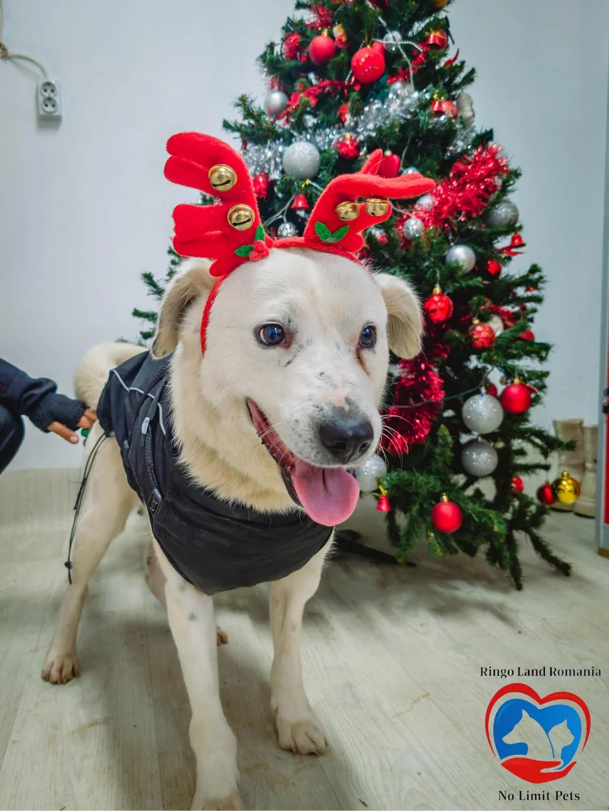 MEEKO 7195, male young Mixed Breed for adoption at No Limit Pets, Romania
