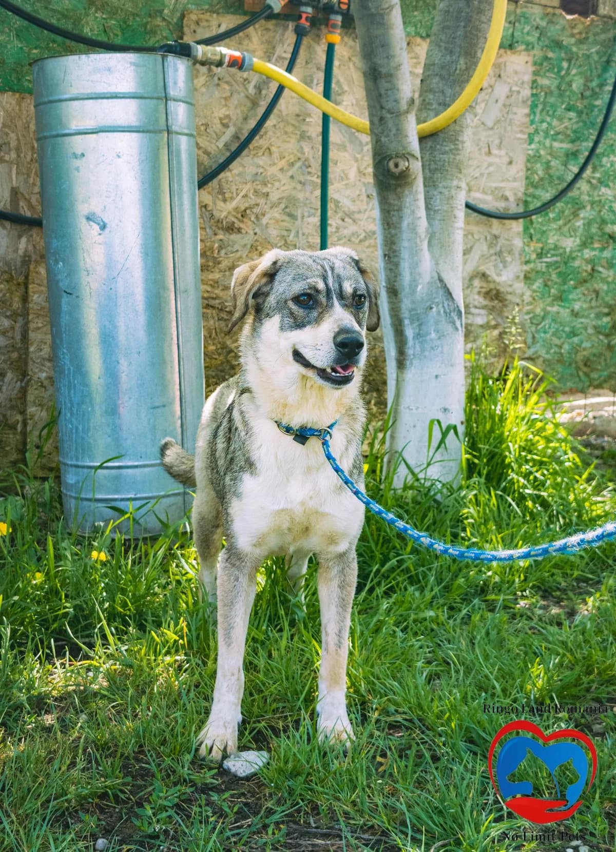 MELLY 2197, female mixed breed for adoption at No Limit Pets, Romania