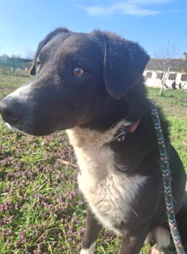 MERLIN 0009, male 4yo mixed breed for adoption at No Limit Pets, Romania