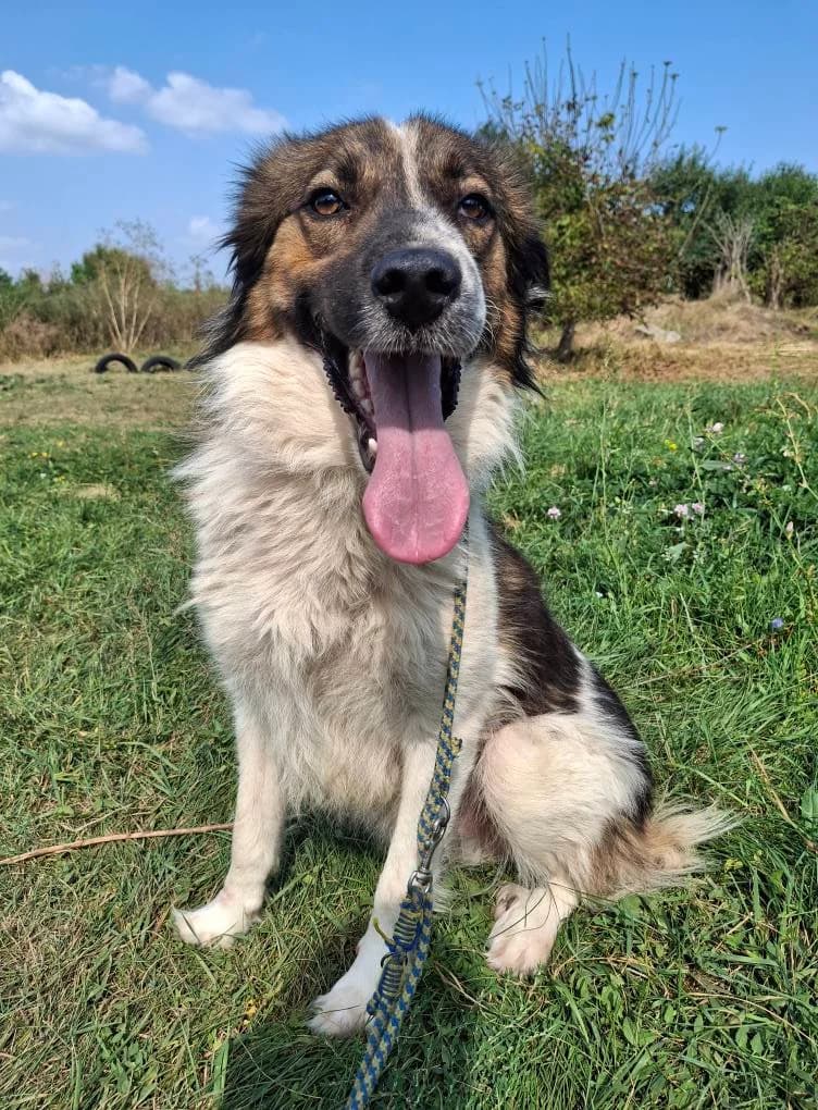 MEXX 9721, male mixed breed for adoption at No Limit Pets, Romania