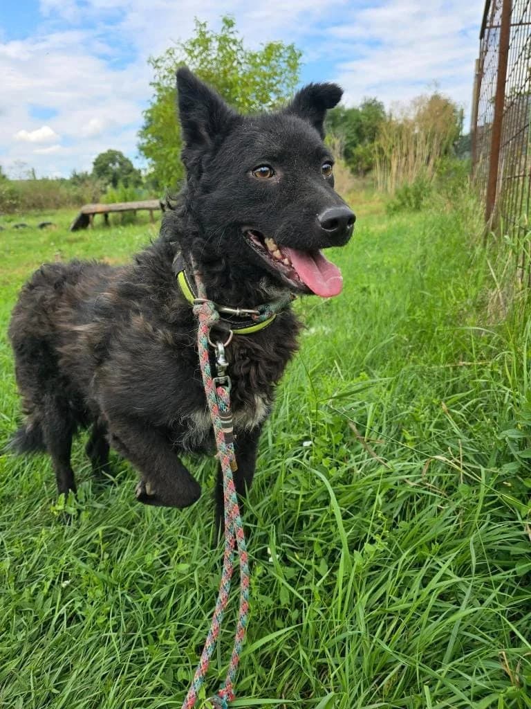 MIA 2439, female young mixed breed for adoption at No Limit Pets, Romania