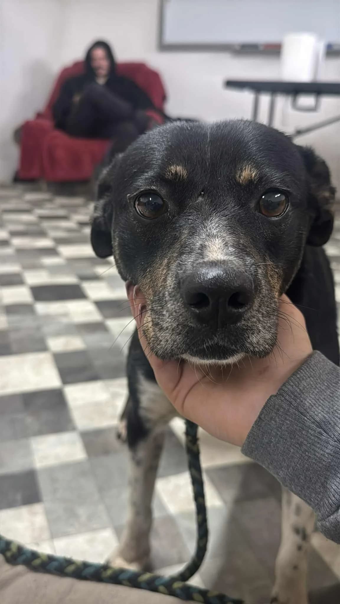 MIA 4542, female Mixed Breed for adoption at No Limit Pets, Romania