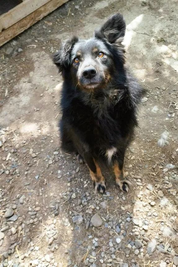 MICHEL 0521- adoptat, male 3yo mixed breed for adoption at No Limit Pets, Romania