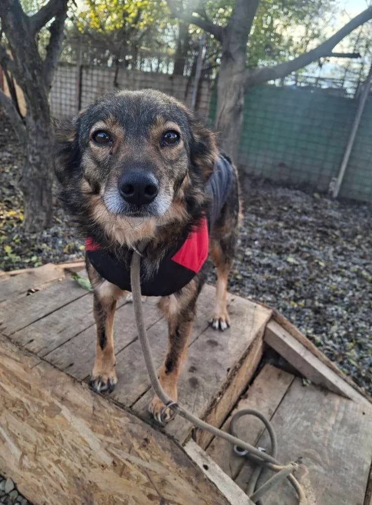 MIEKE 1682, female Mixed Breed for adoption at No Limit Pets, Romania