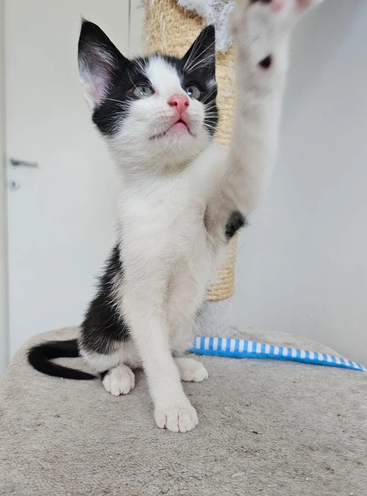 MIHU CAT – ADOPTAT, male mixed breed for adoption at No Limit Pets, Romania