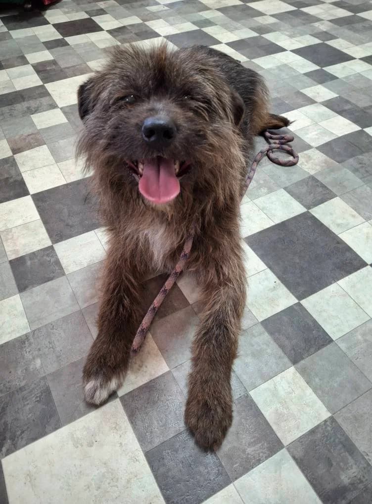 MIKA 5747, male Mixed Breed for adoption at No Limit Pets, Romania