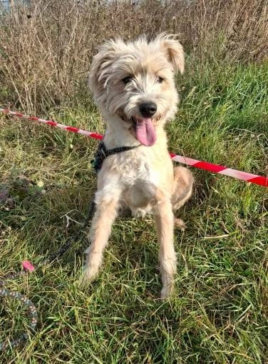 MILLA, female young mixed breed for adoption at No Limit Pets, Romania