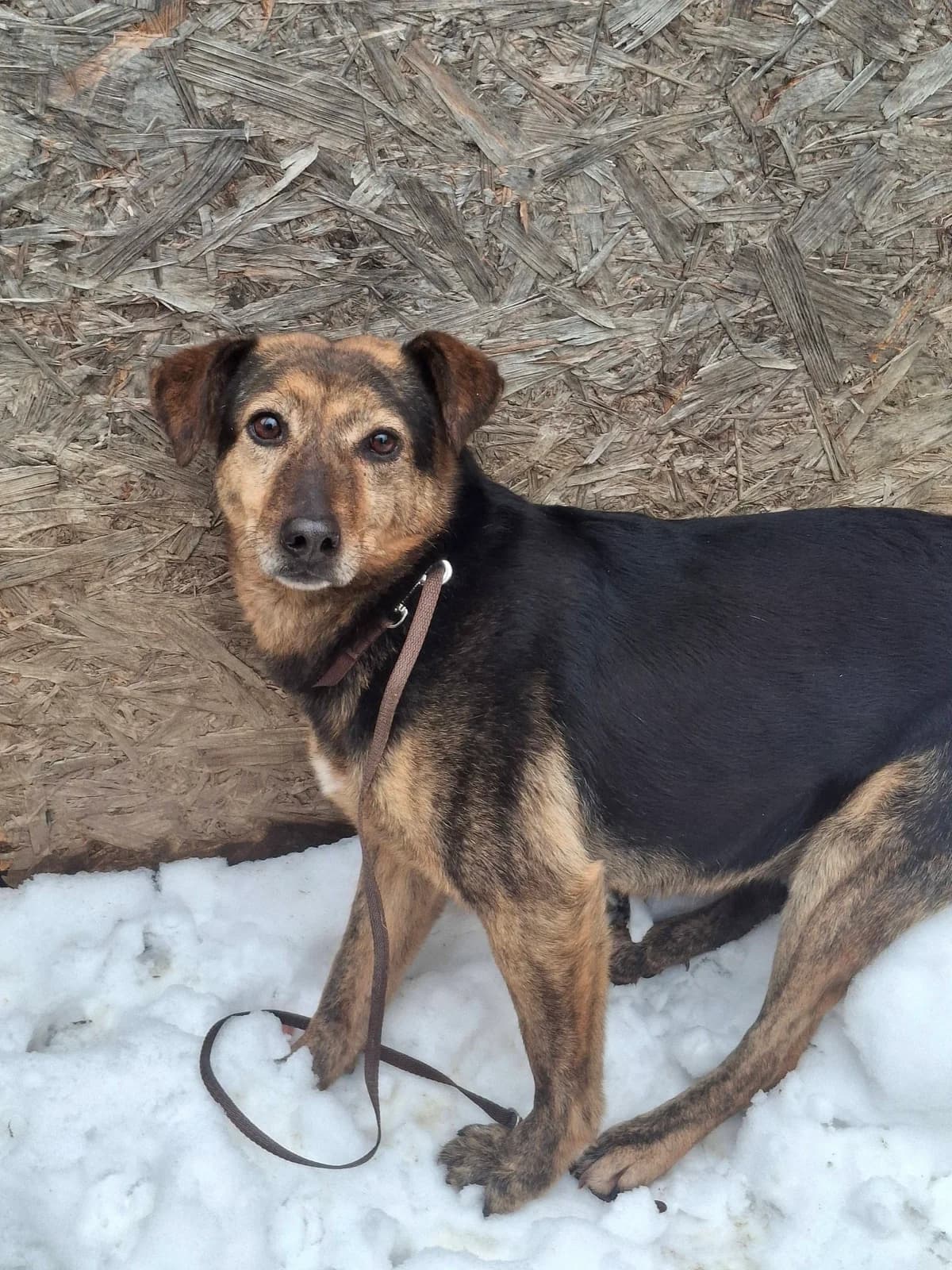 MILLIE 7276, female young Mixed Breed for adoption at No Limit Pets, Romania