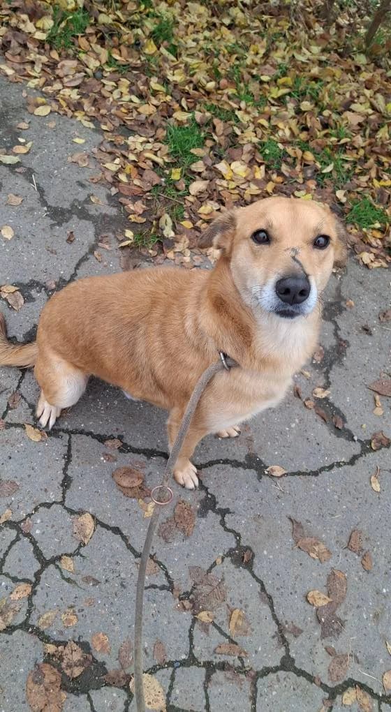 MILO 1875, male young mixed breed for adoption at No Limit Pets, Romania