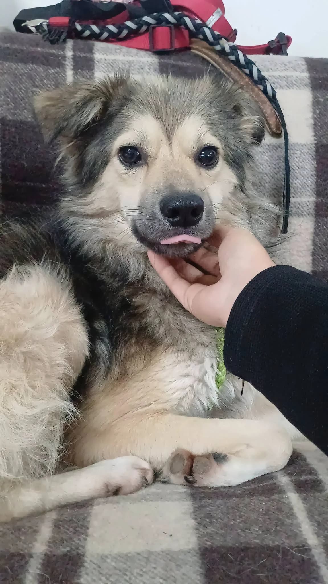MILO 4339, male puppy Border Collie for adoption at No Limit Pets, Romania