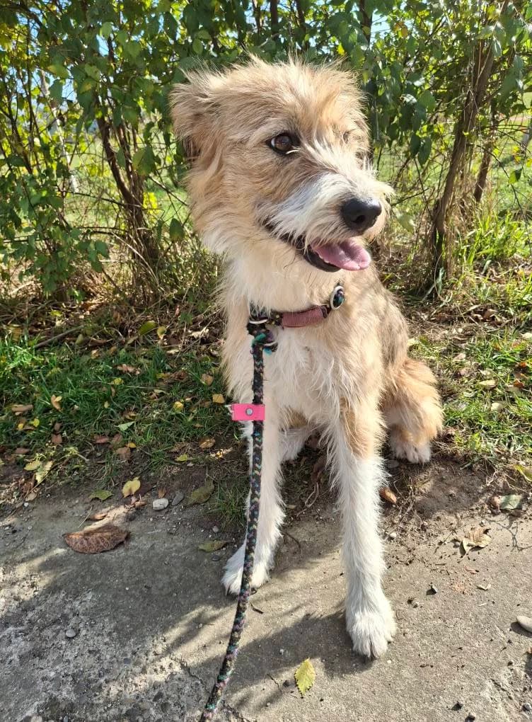 MIMI3739, female Mixed Breed for adoption at No Limit Pets, Romania