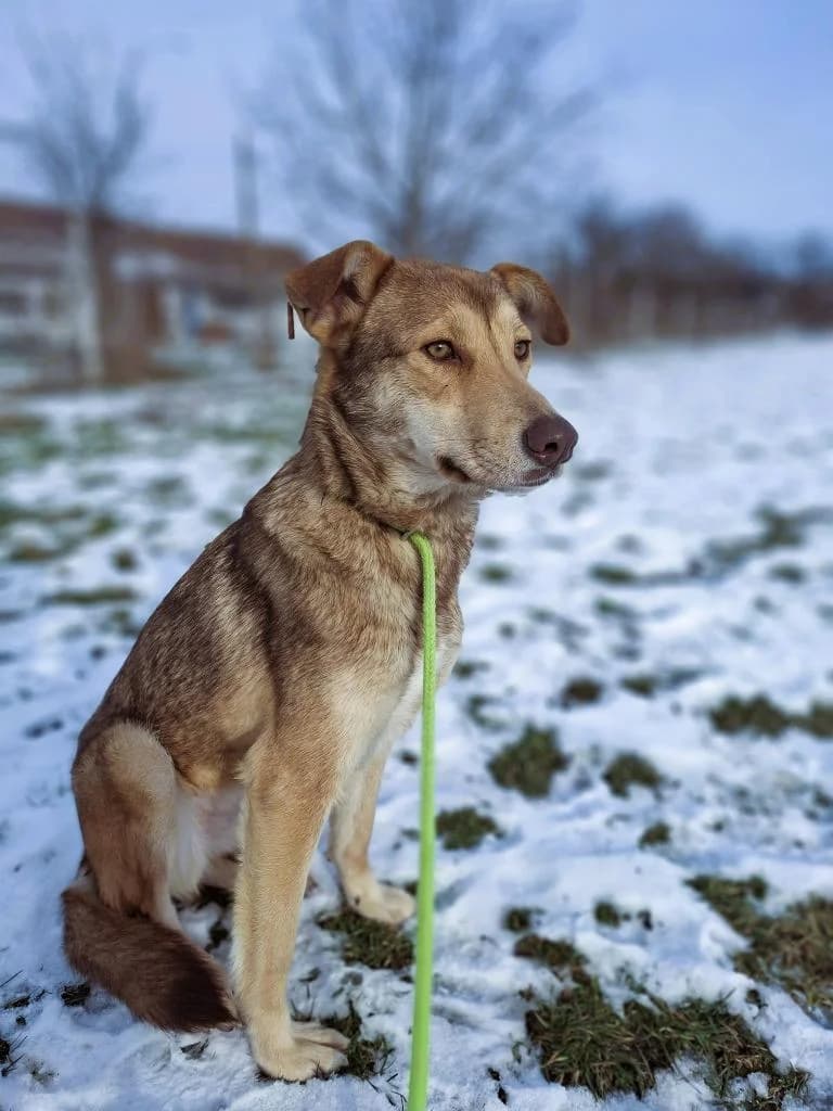 MIMI 4240, female Mixed Breed for adoption at No Limit Pets, Romania