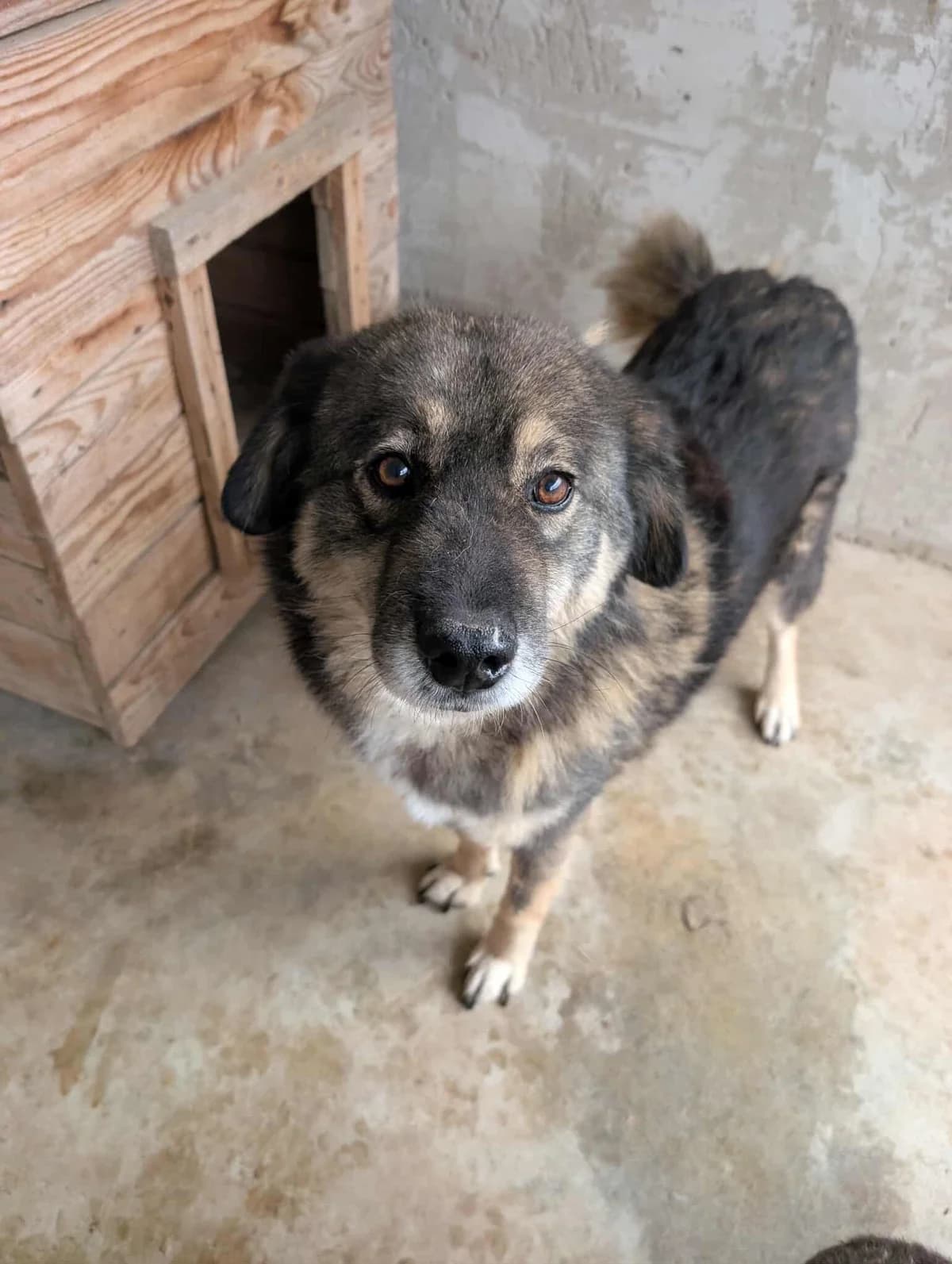 MIMMO 3807, male 4yo Mixed Breed for adoption at No Limit Pets, Romania