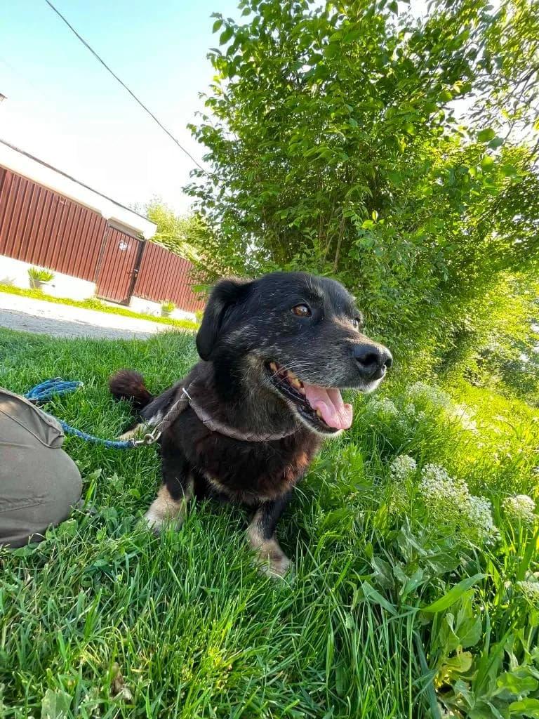 MINION 4312, male puppy mixed breed for adoption at No Limit Pets, Romania