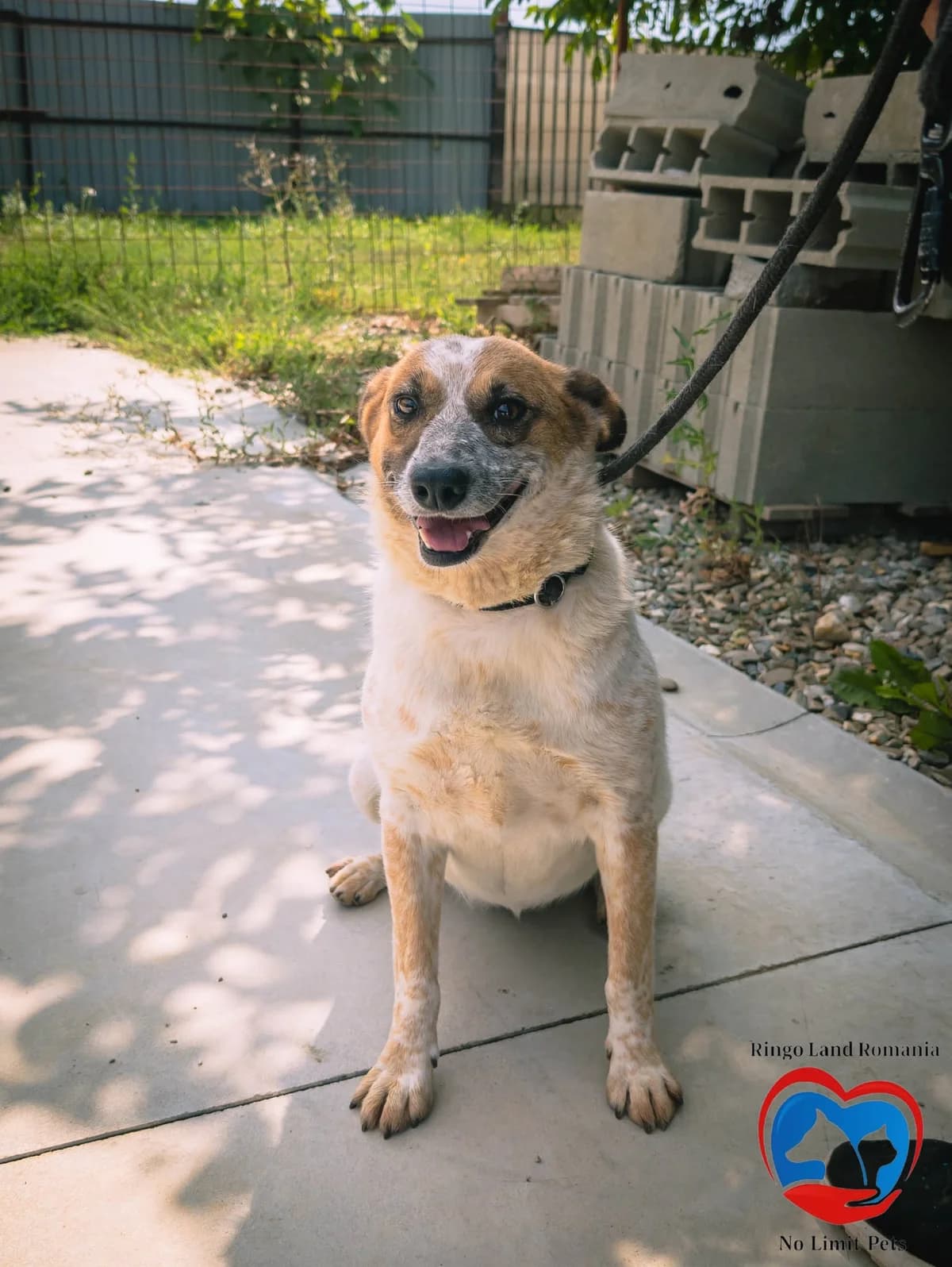 MINKA 9376, female Mixed Breed for adoption at No Limit Pets, Romania