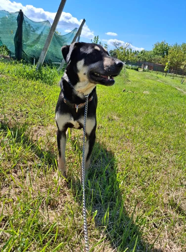 eMINUNI2915, female mixed breed for adoption at No Limit Pets, Romania