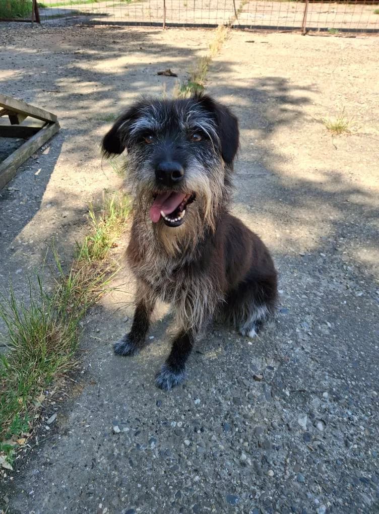 MIRI0628, female 4yo mixed breed for adoption at No Limit Pets, Romania