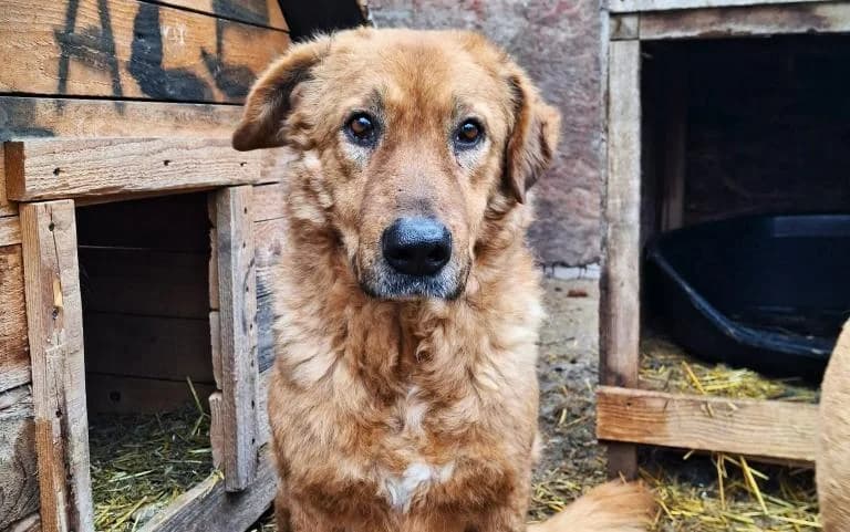 MO 4519, male mixed breed for adoption at No Limit Pets, Romania