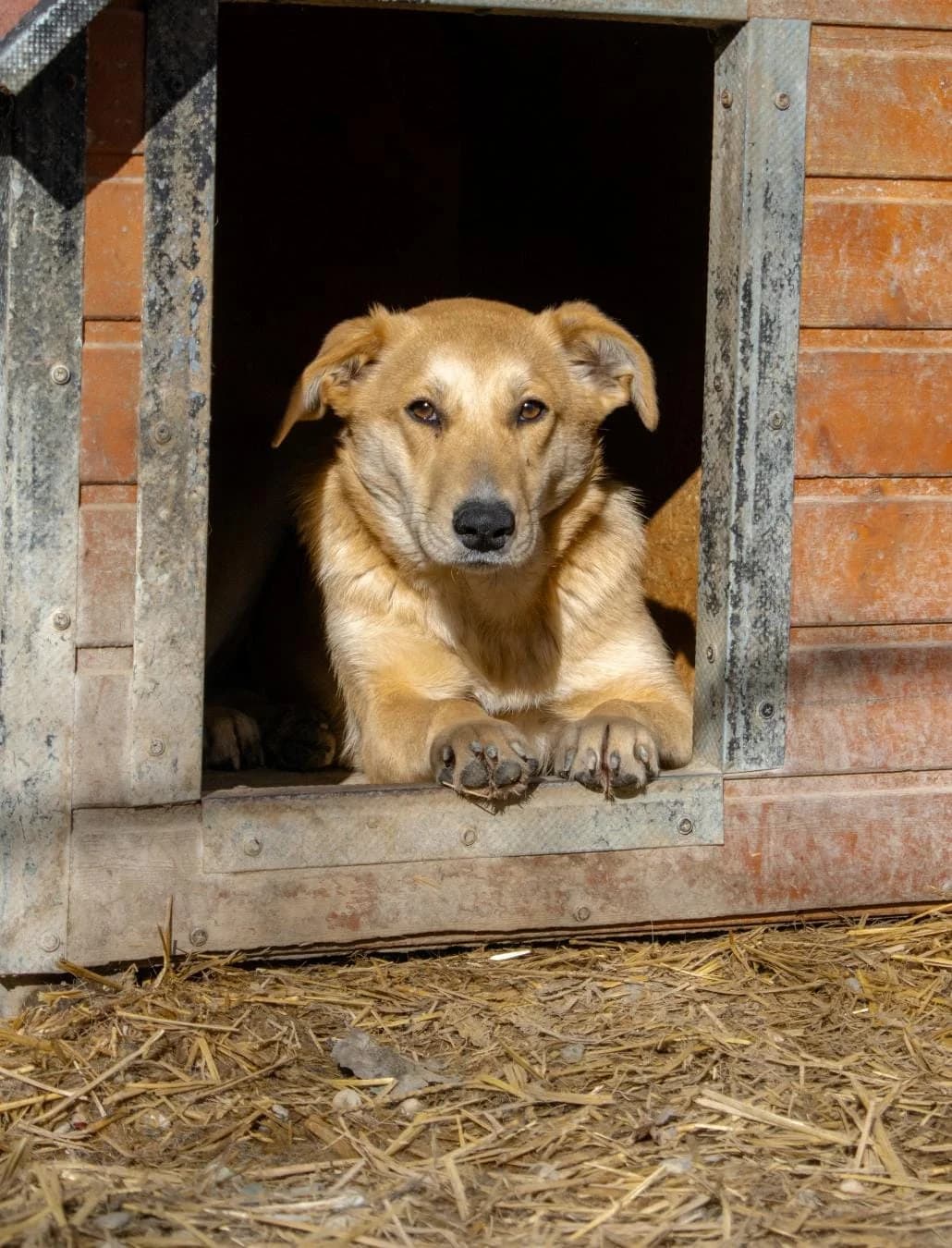 eMoana 4841, female Mixed Breed for adoption at No Limit Pets, Romania