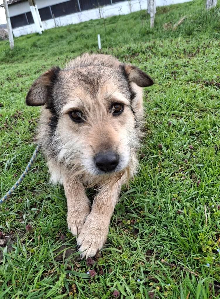 MOGLI 0749 – ADOPTAT, male young mixed breed for adoption at No Limit Pets, Romania