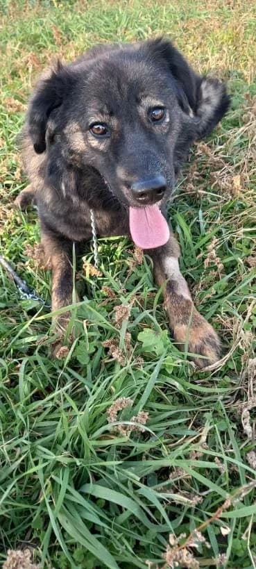 MOMO 6363, male 3yo mixed breed for adoption at No Limit Pets, Romania
