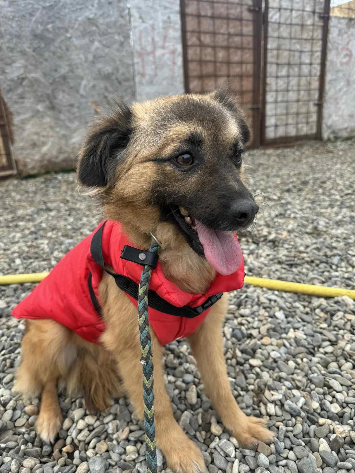 MONA 3738, female young Mixed Breed for adoption at No Limit Pets, Romania