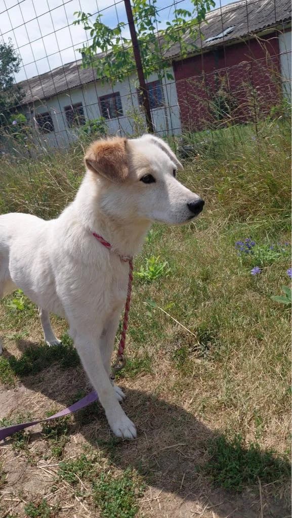 MONTE 5668, male young mixed breed for adoption at No Limit Pets, Romania
