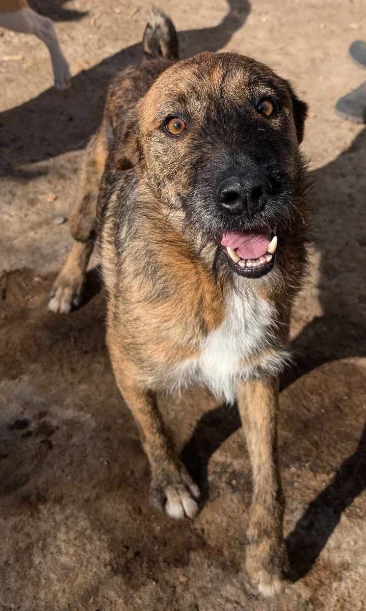MONTECORE 8413, male Mixed Breed for adoption at No Limit Pets, Romania