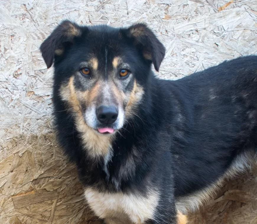 Moritz 9338, male Mixed Breed for adoption at No Limit Pets, Romania