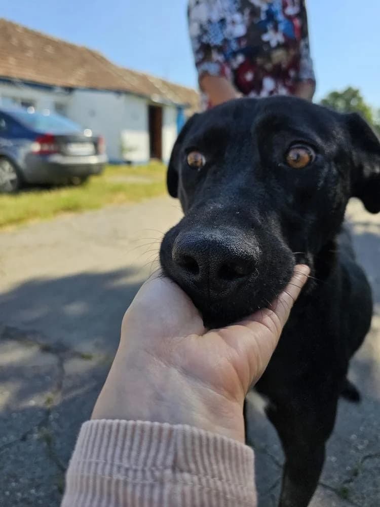 MOYO 1664, male mixed breed for adoption at No Limit Pets, Romania