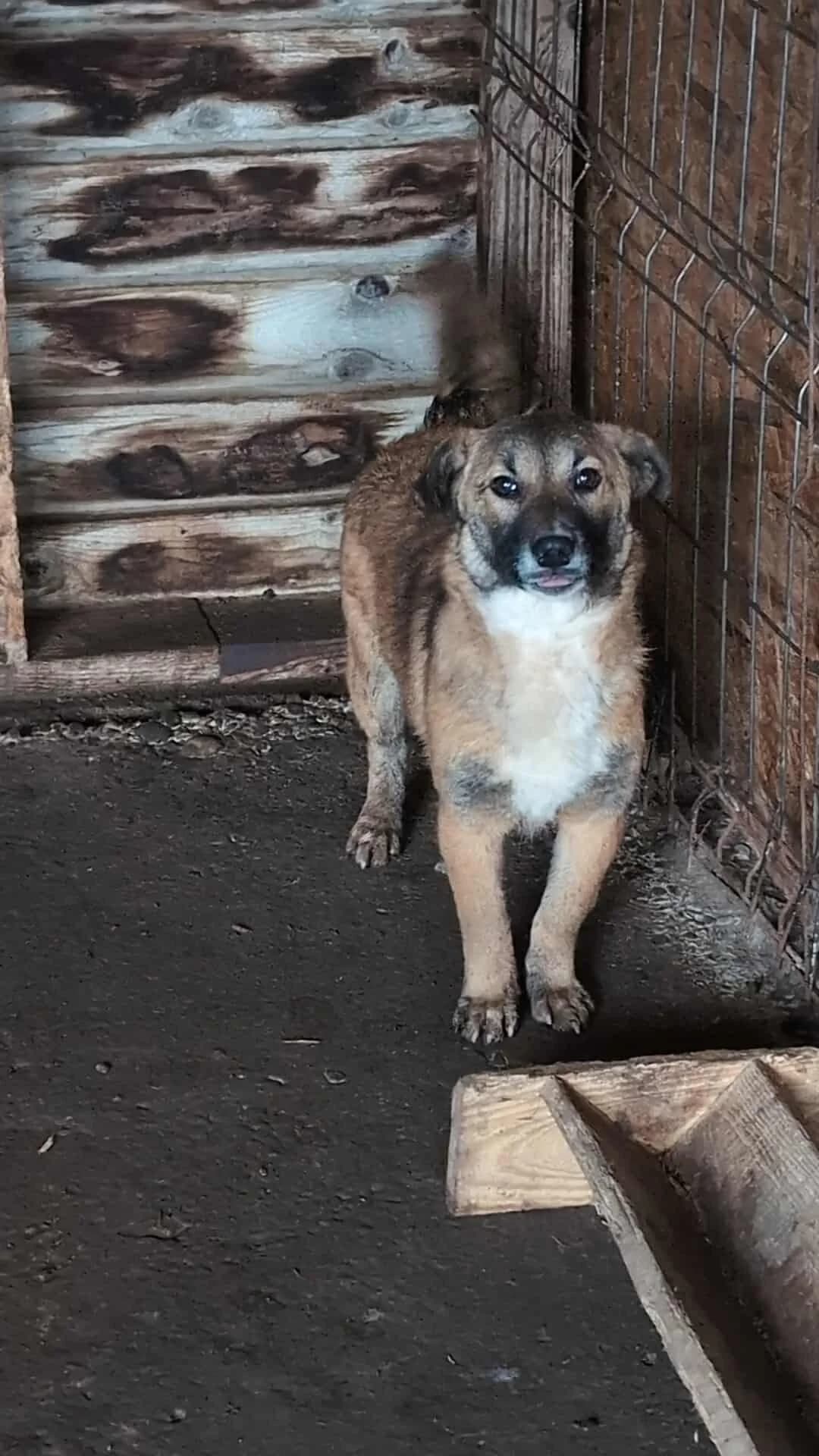 MUFFIN 2322, female young mixed breed for adoption at No Limit Pets, Romania