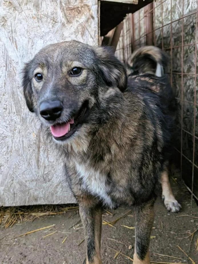 NALA 3731, female young Mixed Breed for adoption at No Limit Pets, Romania