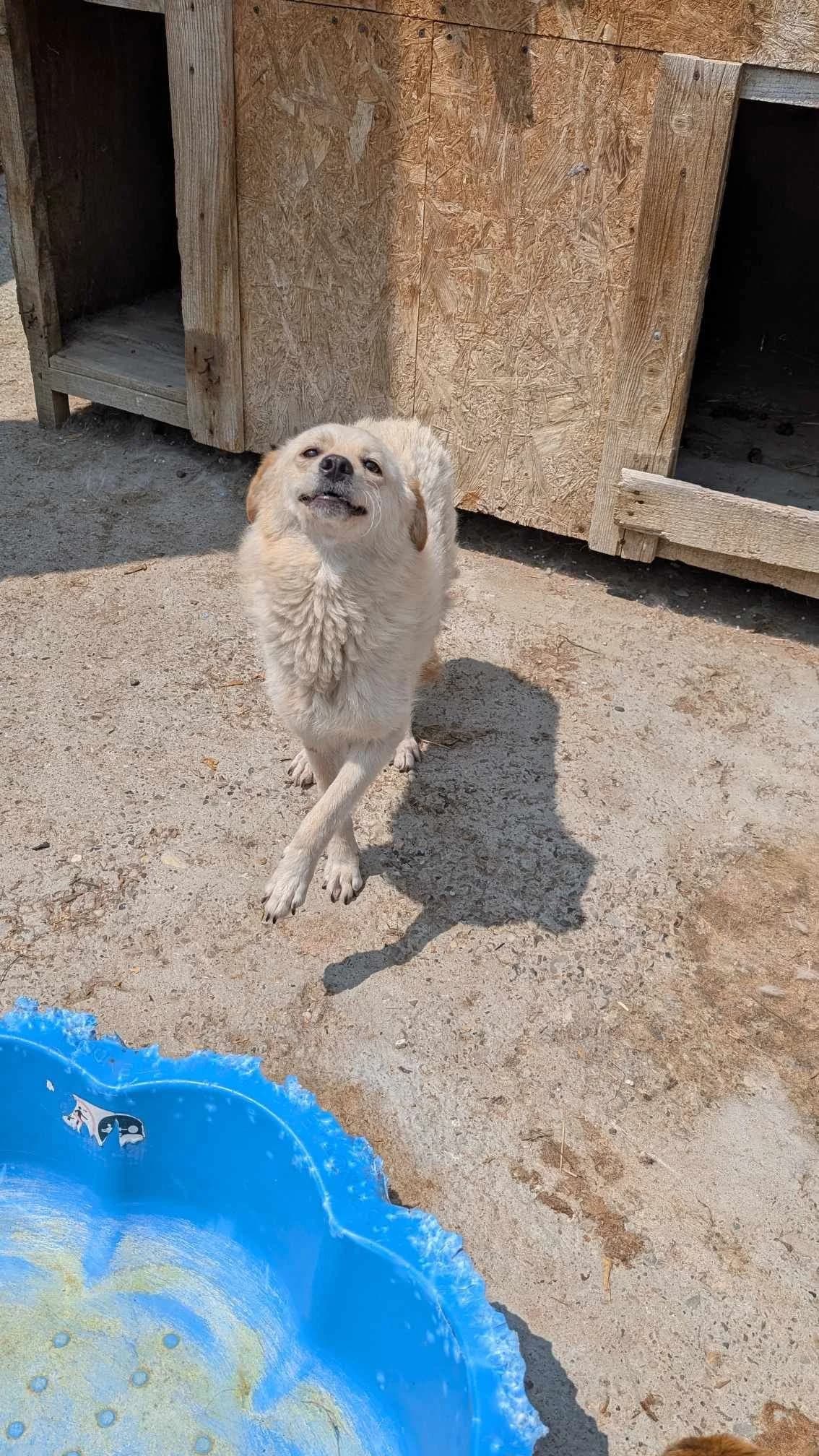NALA 7204 – ADOPTAT, female mixed breed for adoption at No Limit Pets, Romania