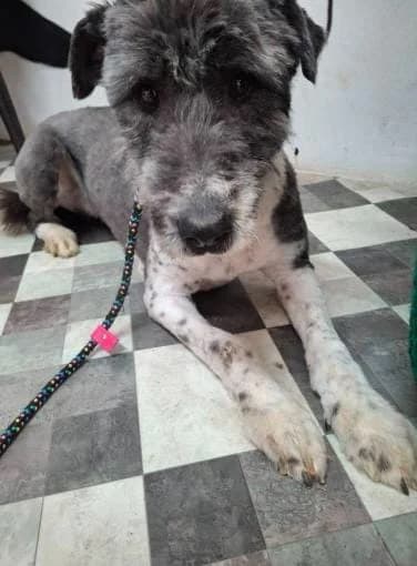 NALANI 6366 – ADOPTAT, female mixed breed for adoption at No Limit Pets, Romania