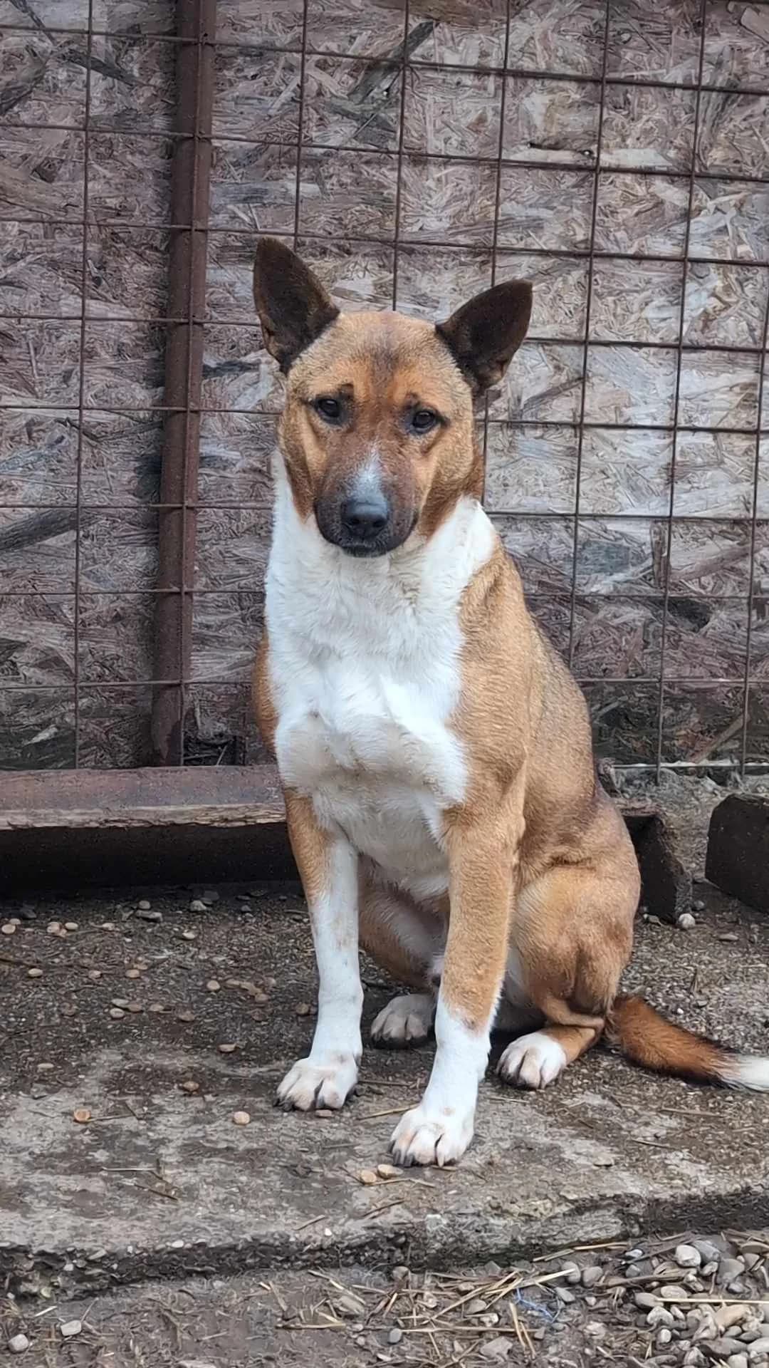 NATE 1429, male young Mixed Breed for adoption at No Limit Pets, Romania