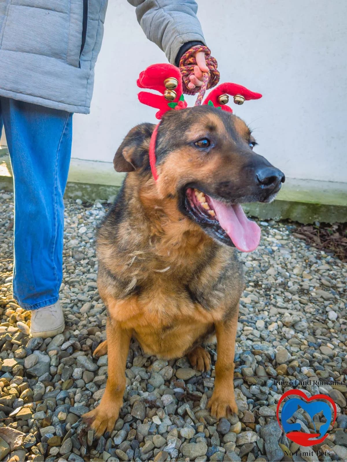 NATHAN 3445, male young Mixed Breed for adoption at No Limit Pets, Romania