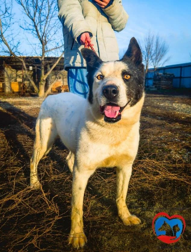 NEELIX 2709, male 3yo Mixed Breed for adoption at No Limit Pets, Romania