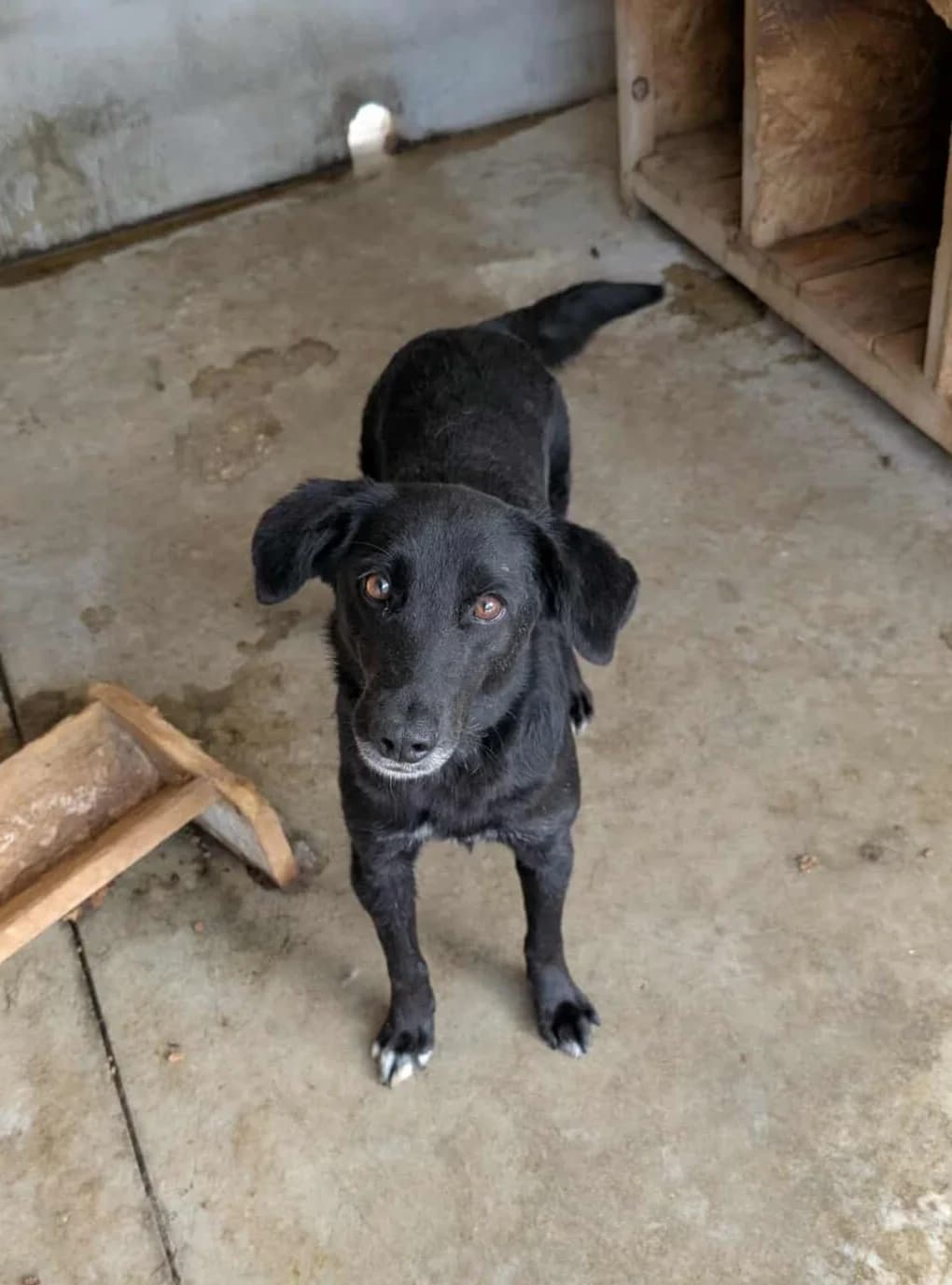 NEGRO 1180, male mixed breed for adoption at No Limit Pets, Romania