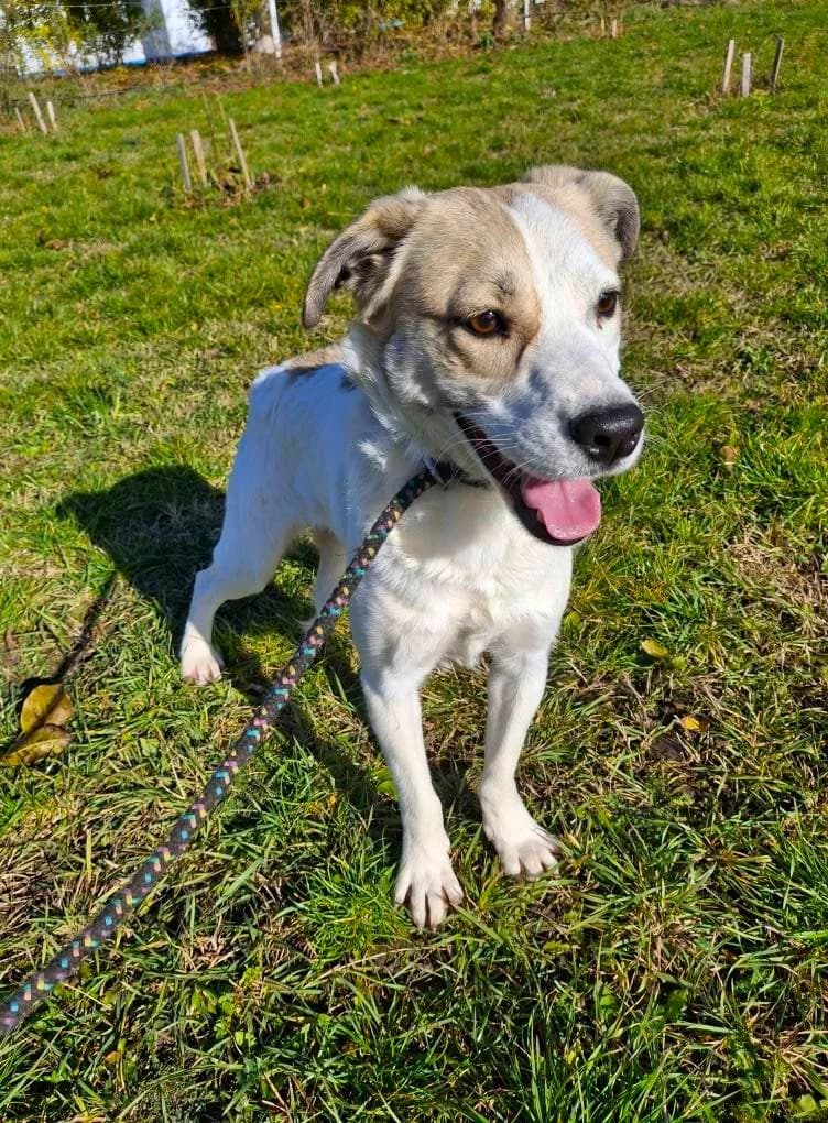 NELLY 1611- adoptat, female young mixed breed for adoption at No Limit Pets, Romania