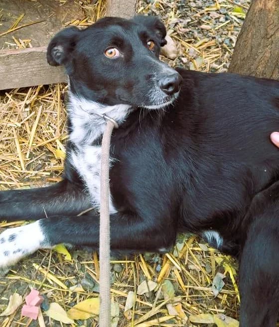 NEO 0145, male 3yo Mixed Breed for adoption at No Limit Pets, Romania