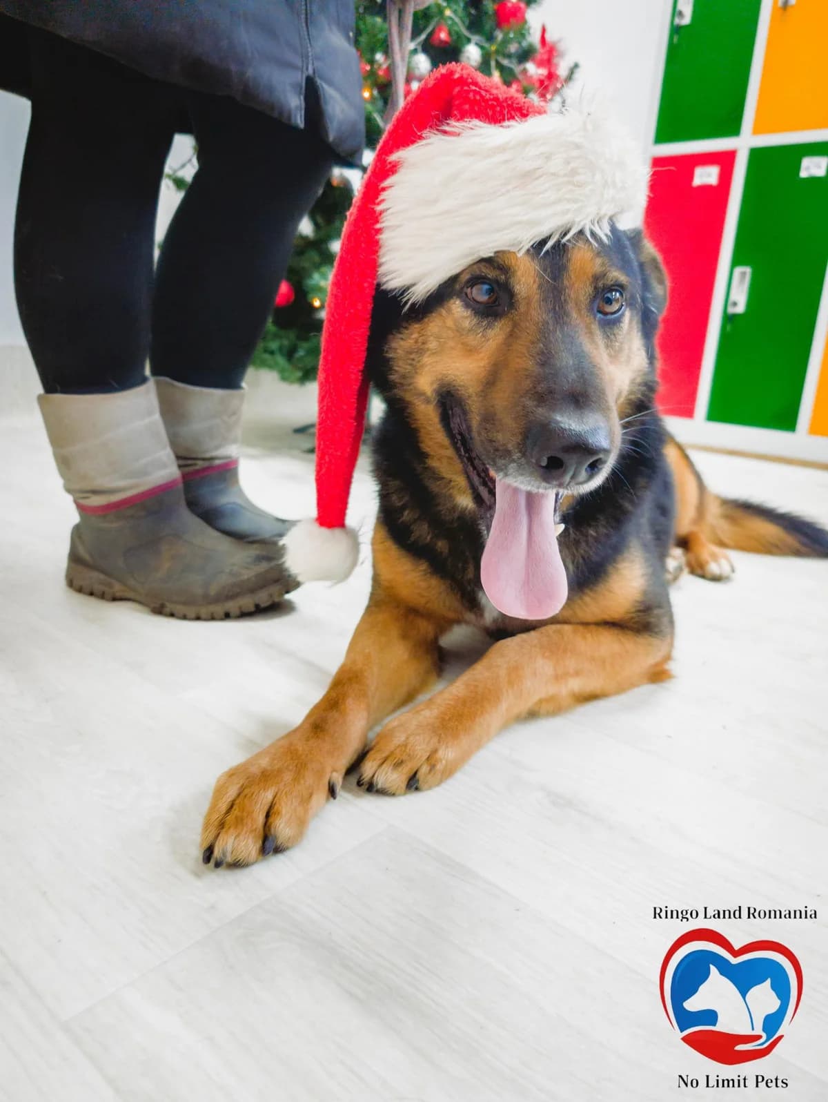 NICO 9470, male 4yo German Shepherd for adoption at No Limit Pets, Romania