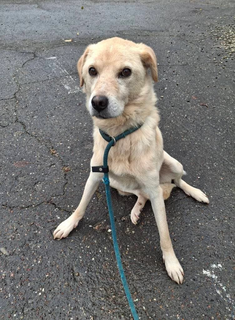 NIKKI 1890, male Mixed Breed for adoption at No Limit Pets, Romania