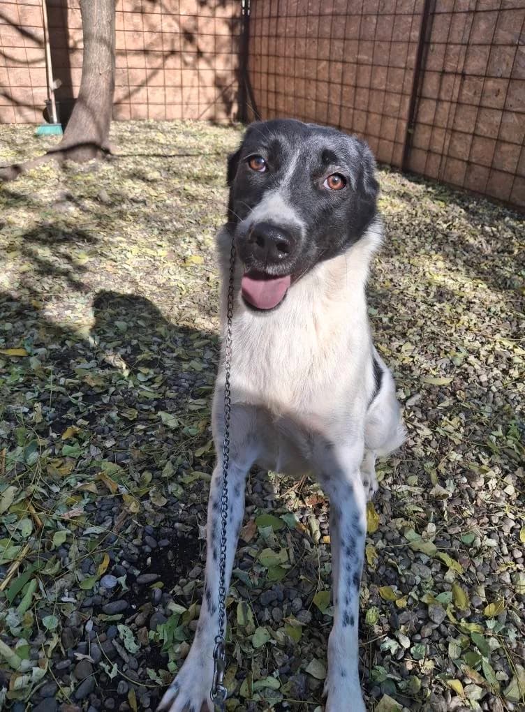 NIKKI 3867, female Mixed Breed for adoption at No Limit Pets, Romania