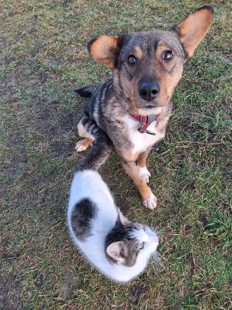 NILO 3872 – ADOPTAT, male mixed breed for adoption at No Limit Pets, Romania