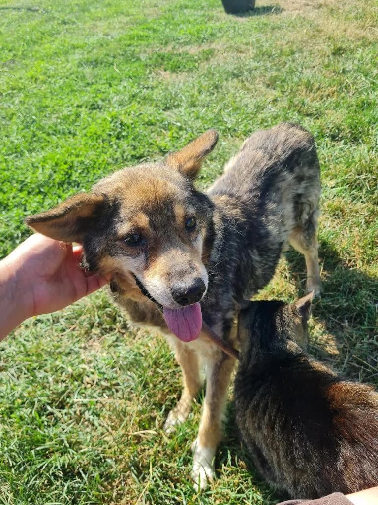 NOODLE 2344, male young mixed breed for adoption at No Limit Pets, Romania