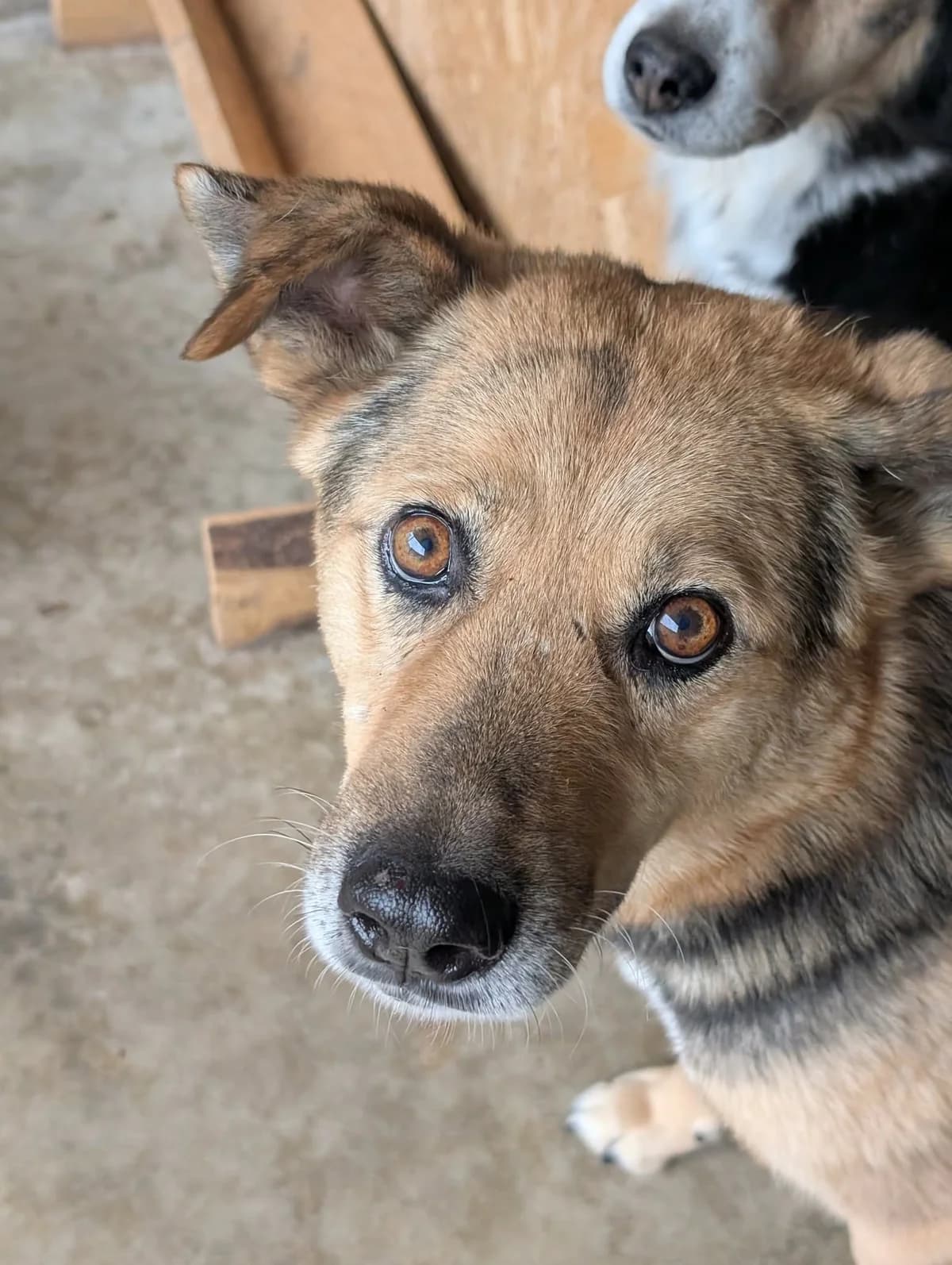 NORMAN 9401, male mixed breed for adoption at No Limit Pets, Romania