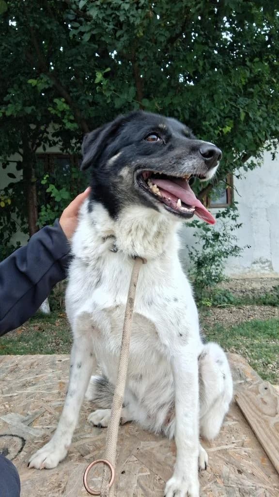 NOVA2776, female Mixed Breed for adoption at No Limit Pets, Romania
