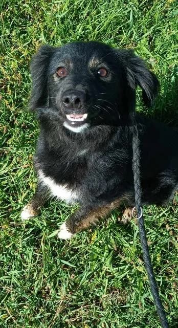 NURI-3369, female 3yo Mixed Breed for adoption at No Limit Pets, Romania